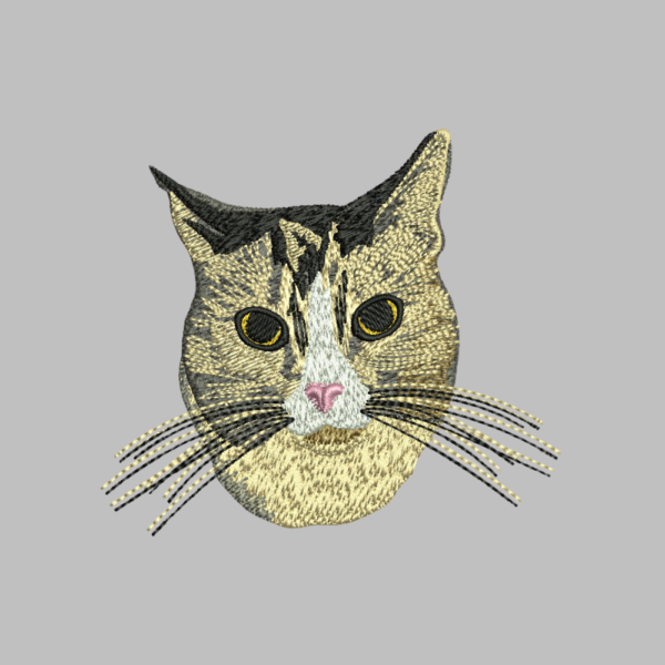 Curious Cat